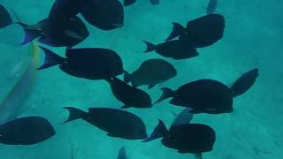 Snorkeling Lobos Reef