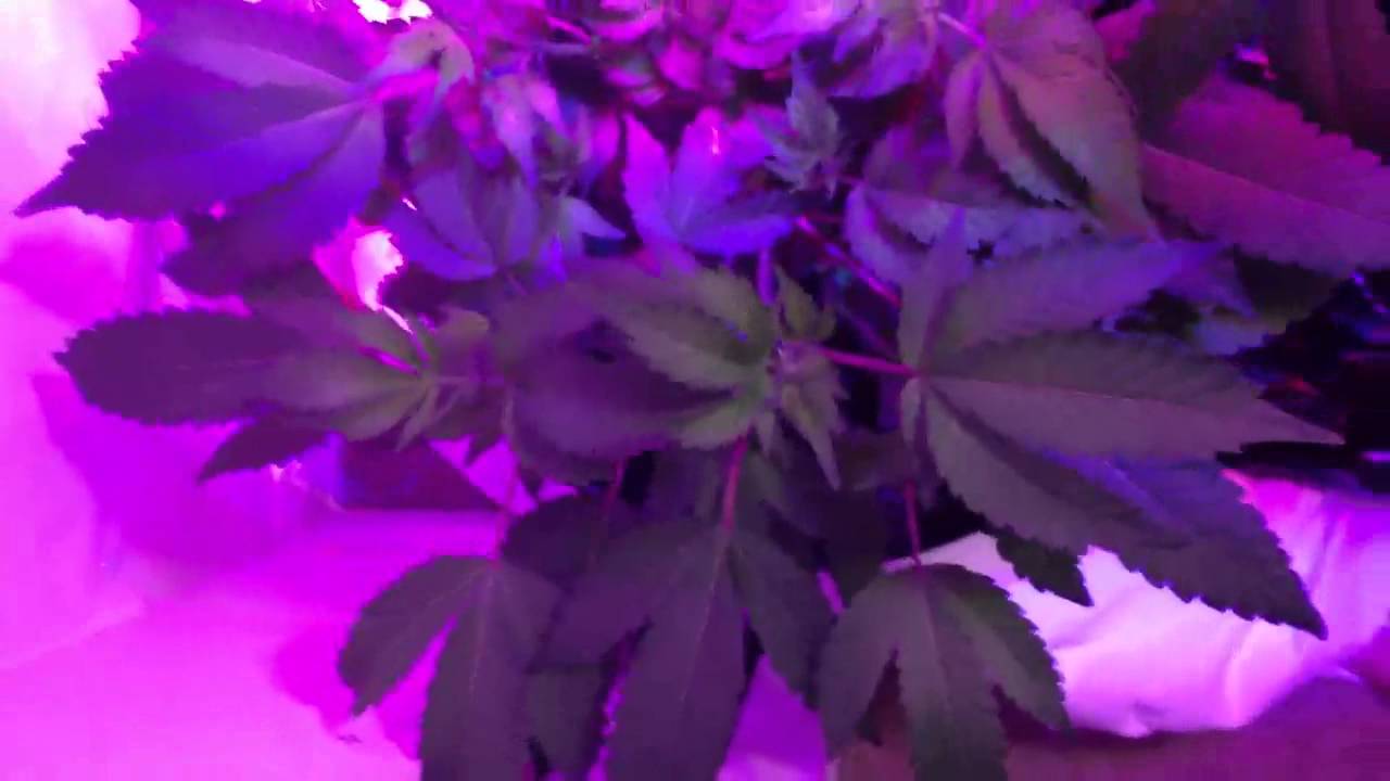 Gas Lantern Update YouTube