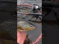 Irish Wild Brown Trout from the lake #fishing #fish #fishingireland