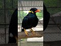 Talking Bird | Moyna Pakhi | Moina Bird #shorts