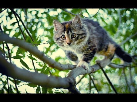 Вопрос: Почему кот не может слезть с дерева головой вниз, а белка может?