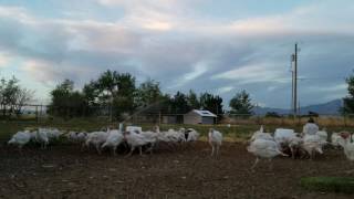 Turkey Time Lapse