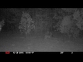 Coyote W Dead Rabbit On West Trail DonoLand Coyote W Dead Rabbit On West Trail DonoLand