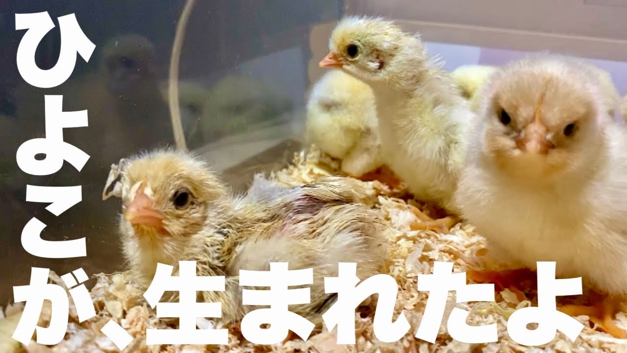 古民家で鶏を飼うために、ひよこを孵化させました。