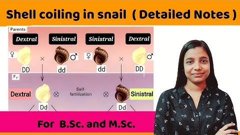 shell coiling in snail  ( in detail ) | maternal effect