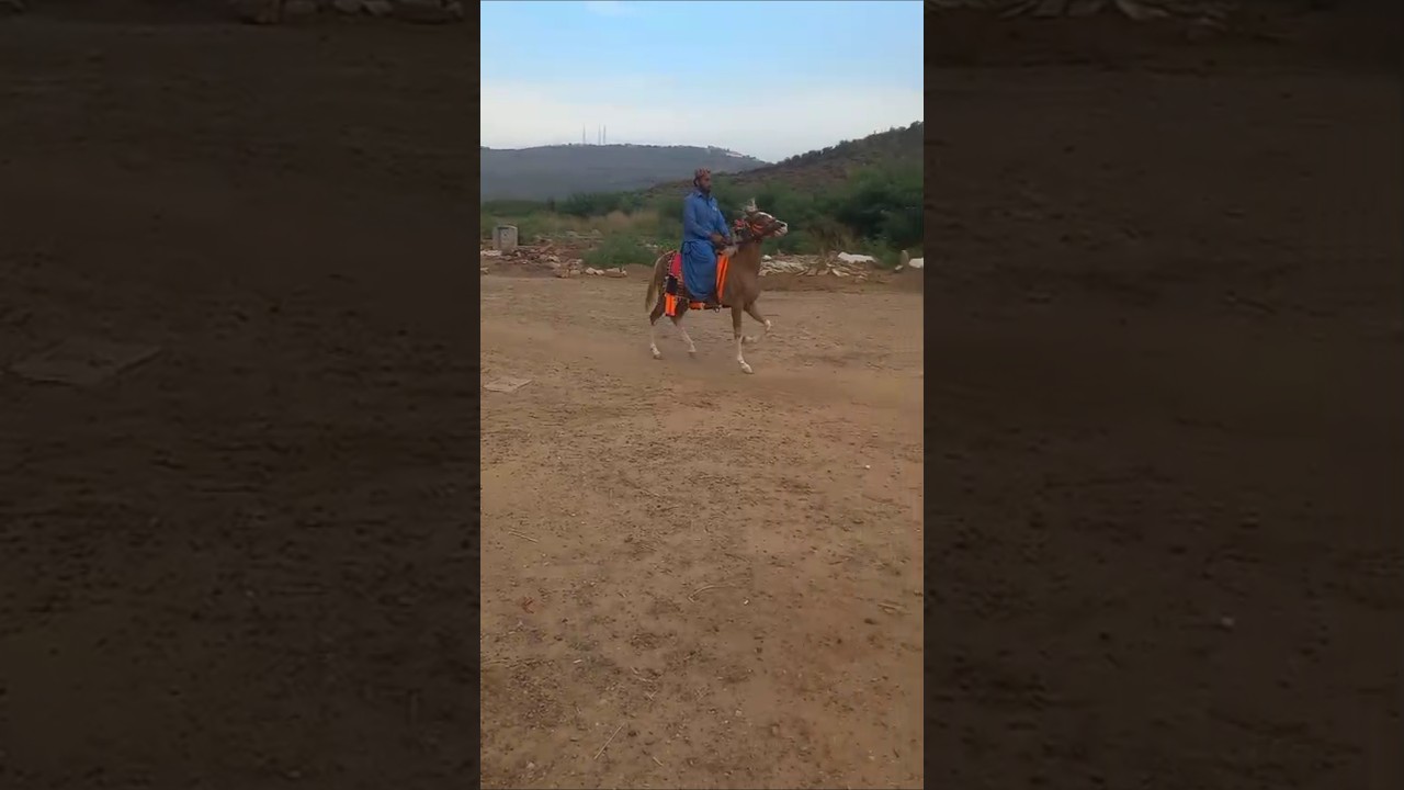 beautiful steps of filly 