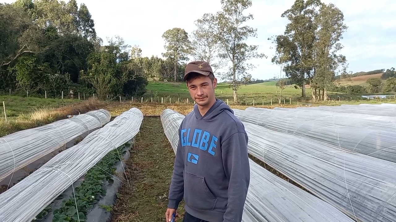 Como saber o momento certo de adubar plantas de morangueiro