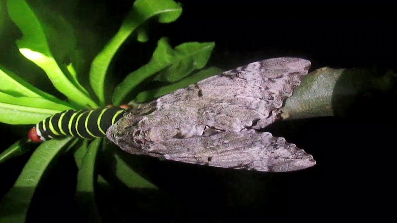 Lagarta e mariposa (Pseudosphinx tetrio)