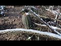 A Snowy Morning in The Sonoran Desert