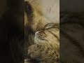 Спят усталые...#cat #кошка #кошки #кошкивидео