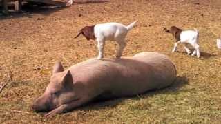 Baby Goat Dancing on a Pig Song