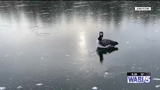 Trapped loon rescued on East Pond in Oakland Sunday
