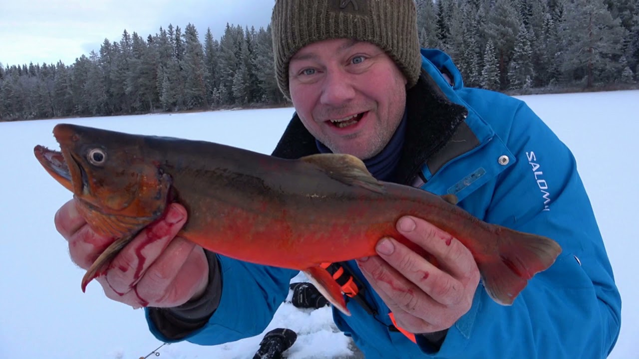 Isfiske etter grom østlandsrøye
