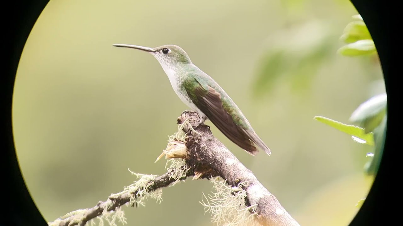 Green and white Hummingbird | Endemic of Peru