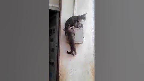 Current situation of karnataka CM candidate. Funny