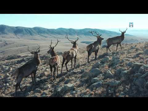 Видео: Записки геодезиста. Монголия