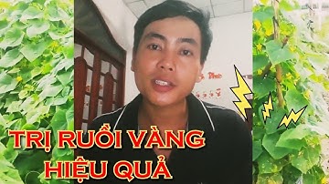 cách trị ruồi vàng hiệu quả cho bầu bí dưa leo tiết kiệm nhất