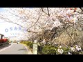일본 브이로그 | 봄이 온 오사카 일상 | 우메다 카페 혼밥 | 빗쿠리돈키, 카페정식 | 일본에서 기프트콘보내기, 소다기프트 | 직장인일상 vlog