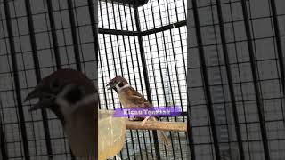 Download Lagu Top Masteran Gereja Tarung Yang Paling Disukai Juri Lomba #gerejatarung MP3