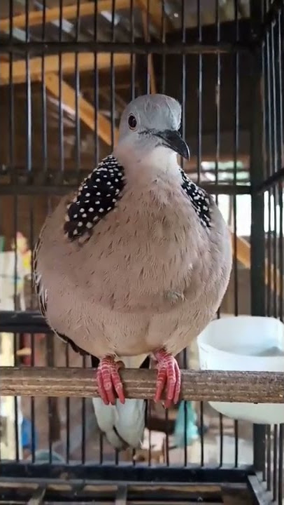 suara derkuku full manggung pancingan agar burung cepat bekur