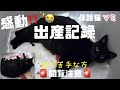 ⚠️血が苦手な方は閲覧注意⚠️[感動]😭猫の出産映像‼️保護猫マミ６匹の赤ちゃんお産の記録！マミお疲れ様✨みんな無事に産まれてきてくれてありがとう！