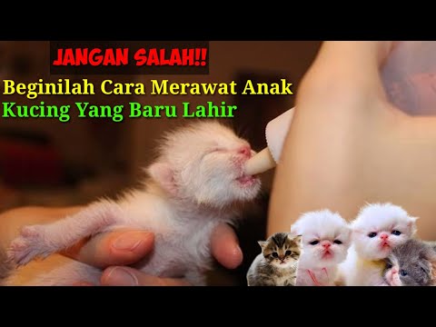 Video: Anak Kucing Baru Lahir: Yang Perlu Anda Ketahui