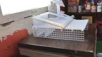 Fire belly / dart frog paludarium false bottom