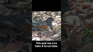 Spotted Towhee Forages for Acorns #birds #california @KatAvila