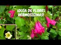 Asarina enredadera cuidados básicos | ¡Hermosa guía de exterior llena de flores coloridas y alegres!