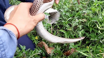 Bẫy rắn nơi hoang vắng (snake trap) , rắn bắt đầu chạy rồi