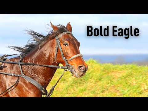 Bold Eagle - en av de största någonsin
