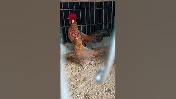 gà lai rừng mã mái đẹp