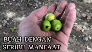 Eps19 BUAH BIDARA HANYA ADA DI PULAU KALIMANTAN