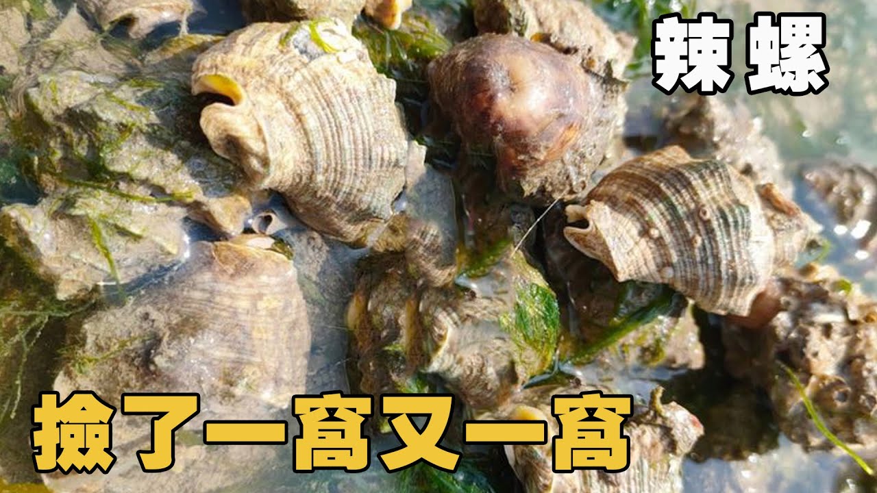 趕海意外闖入大石島，極品辣螺成羣結隊擱淺海灘，阿富撿了一窩又一窩！