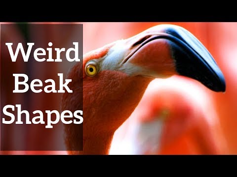 ვიდეო: რომელ ფრინველს აქვს მსგავსი ნისკარტი?