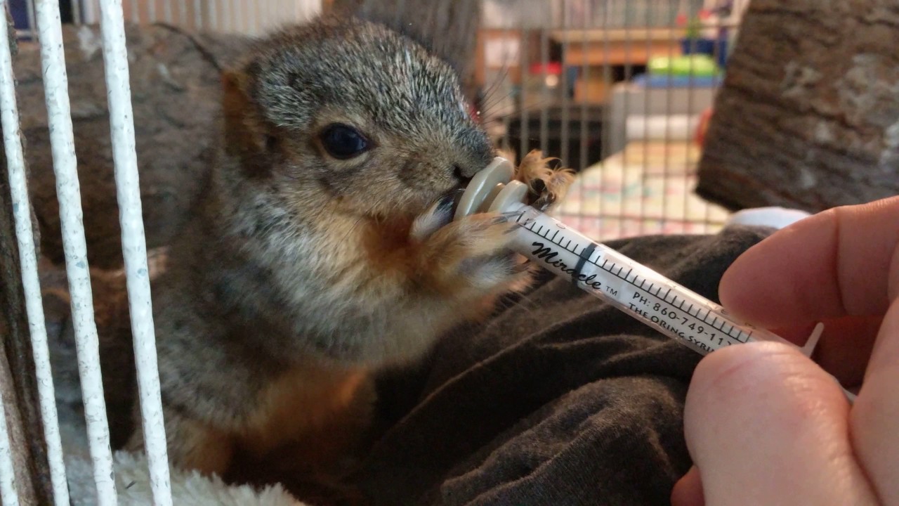 Feeding a young squirrel YouTube