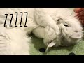 Kitten Doesn&#39;t Want to be Petted - British Longhair wants to sleep!