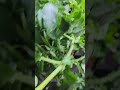 #cityboygardener