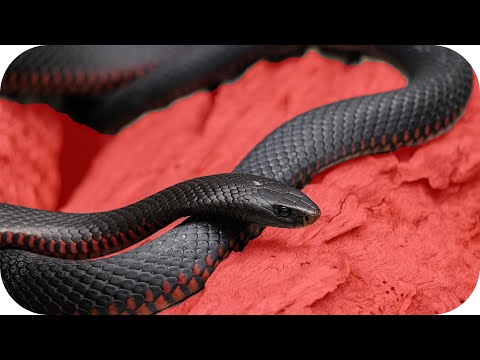 Maskierungsmodus in Photoshop CC verwenden - Objekte mit Maskierungsmodus ausschneiden | Tutorial