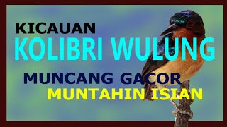 KICAUAN KOLIBRI WULUNG MUNCANG GACOR MUNTAHIN ISIAN