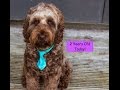 Watson the Labradoodle from 1 to 2 Years Old