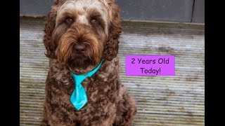 Watson the Labradoodle from 1 to 2 Years Old