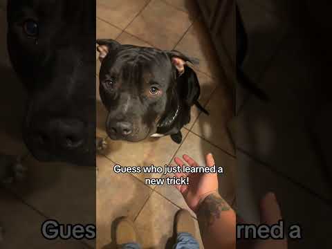 Canelinekennels He S Going To Do It Confidently Soon But I Was So Happy To See Him Do It Dog