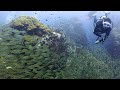 【ダイビング女子】タオ島の魚群すごすぎ！