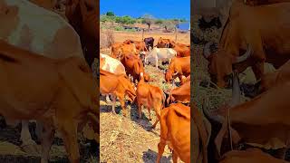 gir cow video 🐂 #cow #animals 🐄 #Indian #farming #shortvideo 🔥🔥🔥