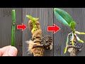 How to propagate orchids from flower branches faster than ever