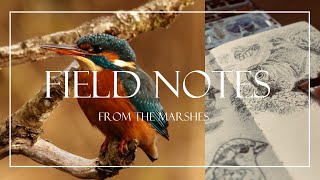| Nature Diaries | Filming Kingfishers, Birding & Nature Journaling