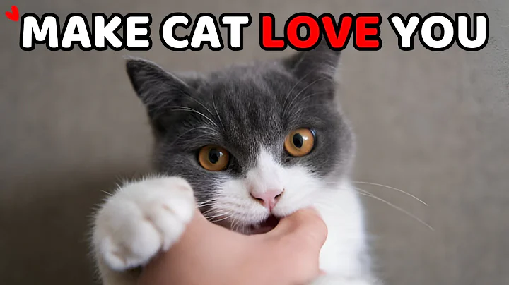 5 Proven Ways To Bond With Your Cat