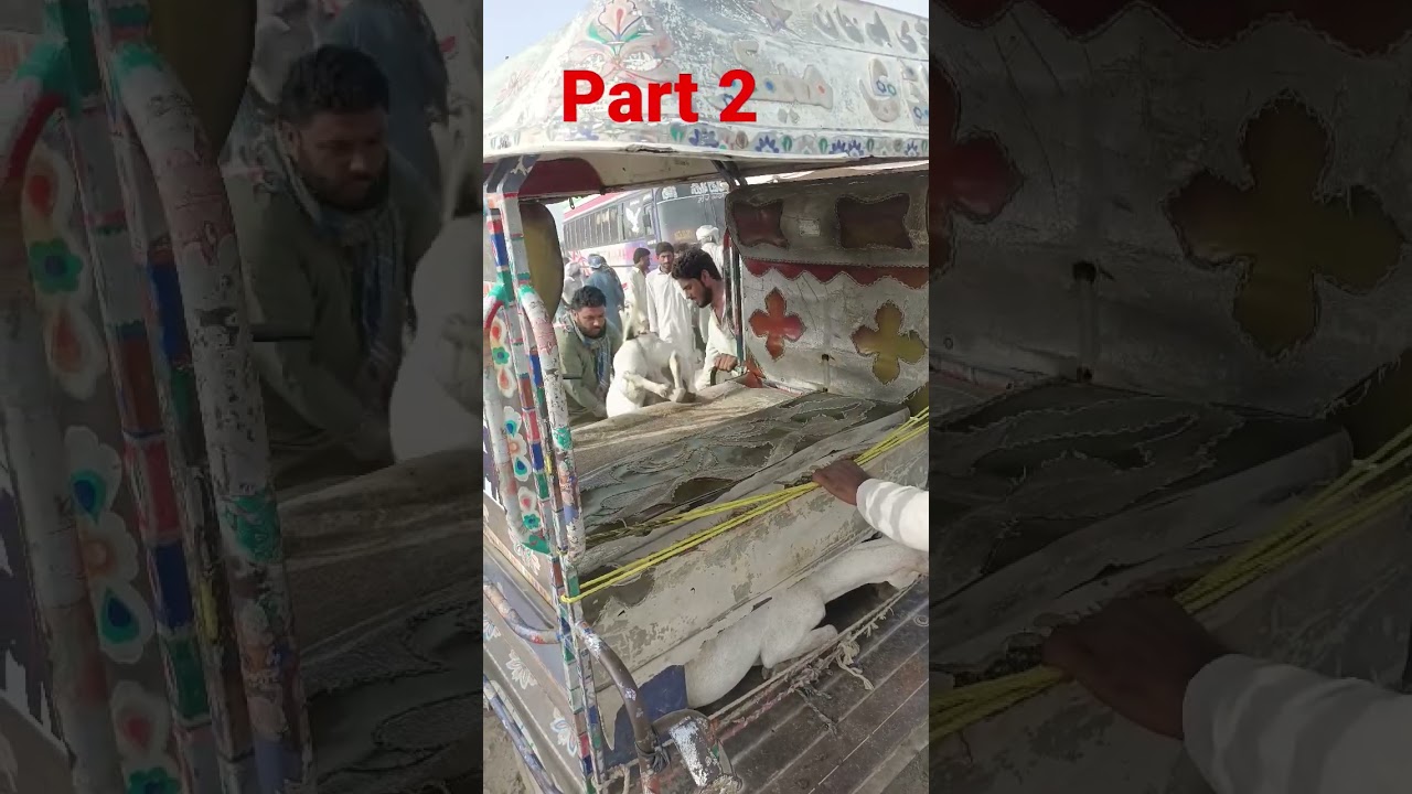 big goat | part 2 | Ismail goat farm d g khan contact 03447163649
