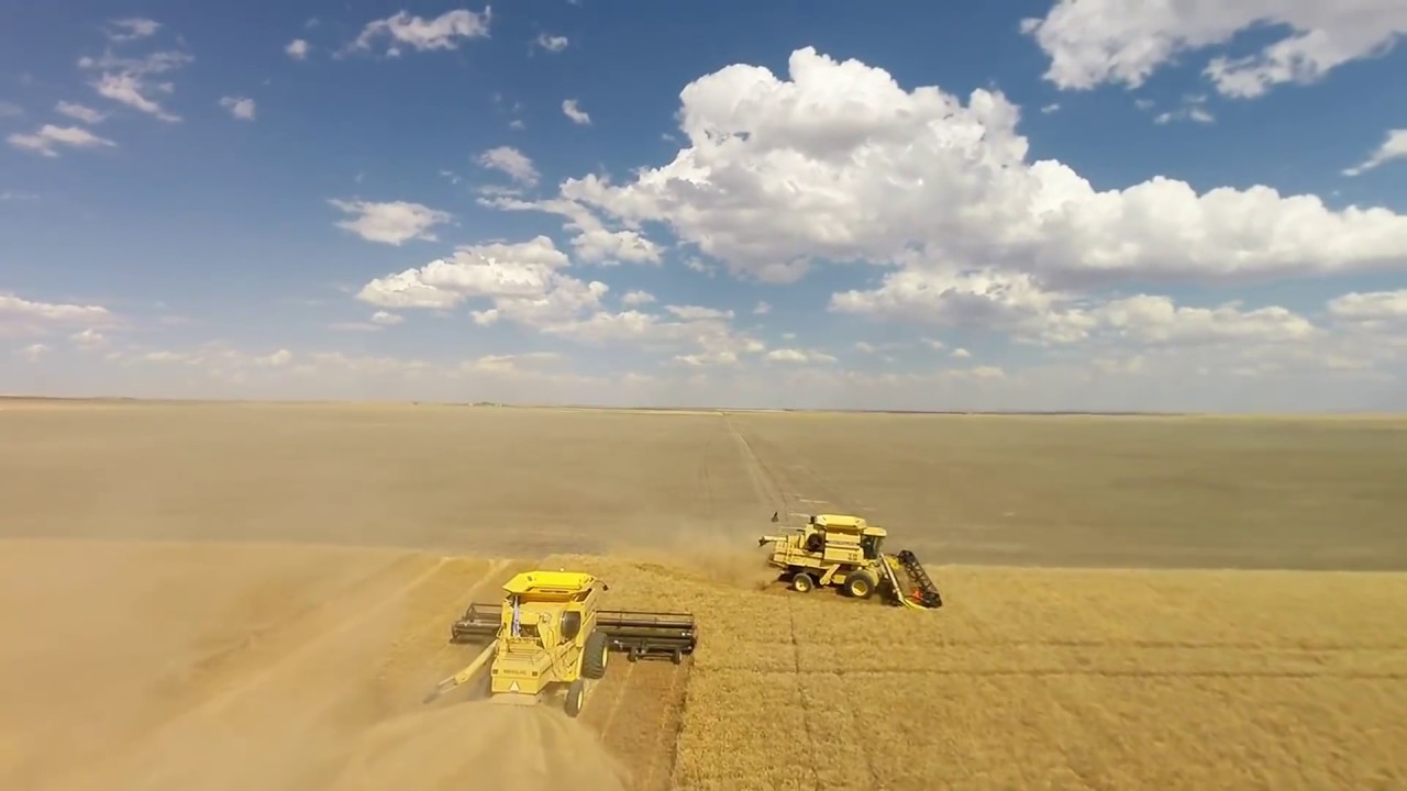 The Next 100 Years >> Van Dyke Farms 2016 Winter Wheat Harvest. Conrad Montana ... The Next 100 Years >> Van Dyke Farms 2016 Winter Wheat Harvest. Conrad Montana ...